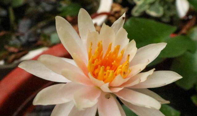 香槟睡莲花语（探索香槟睡莲花语的浪漫世界）