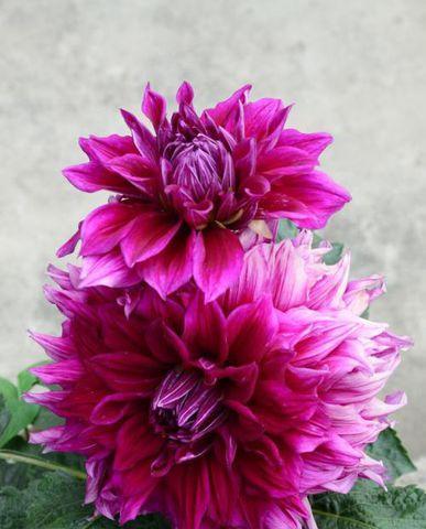 大丽菊开花时间及欣赏方法（了解大丽菊）