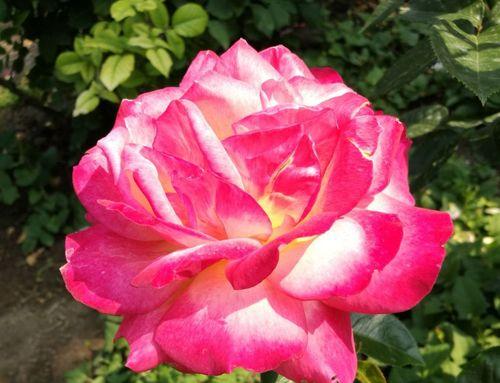 大连市花——月季花的寓意（赏月季花）