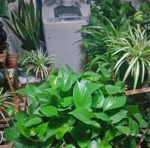 大绿萝怎样浇水才好（春夏秋冬各有不同）
