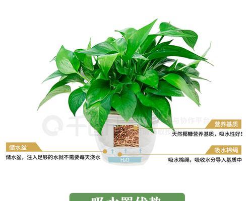 大绿萝的浇水技巧（浇水频率）
