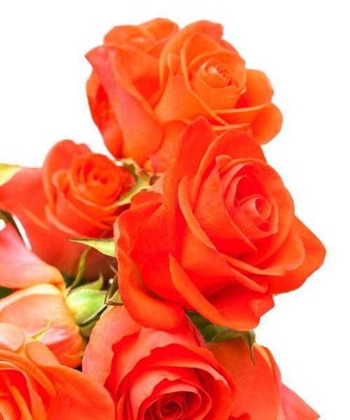 老师如花（以象征老师的花）