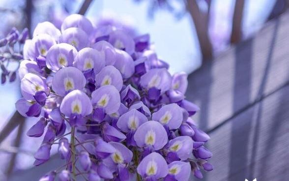 揭秘象征幸运的花朵（花语传递幸福与吉祥）