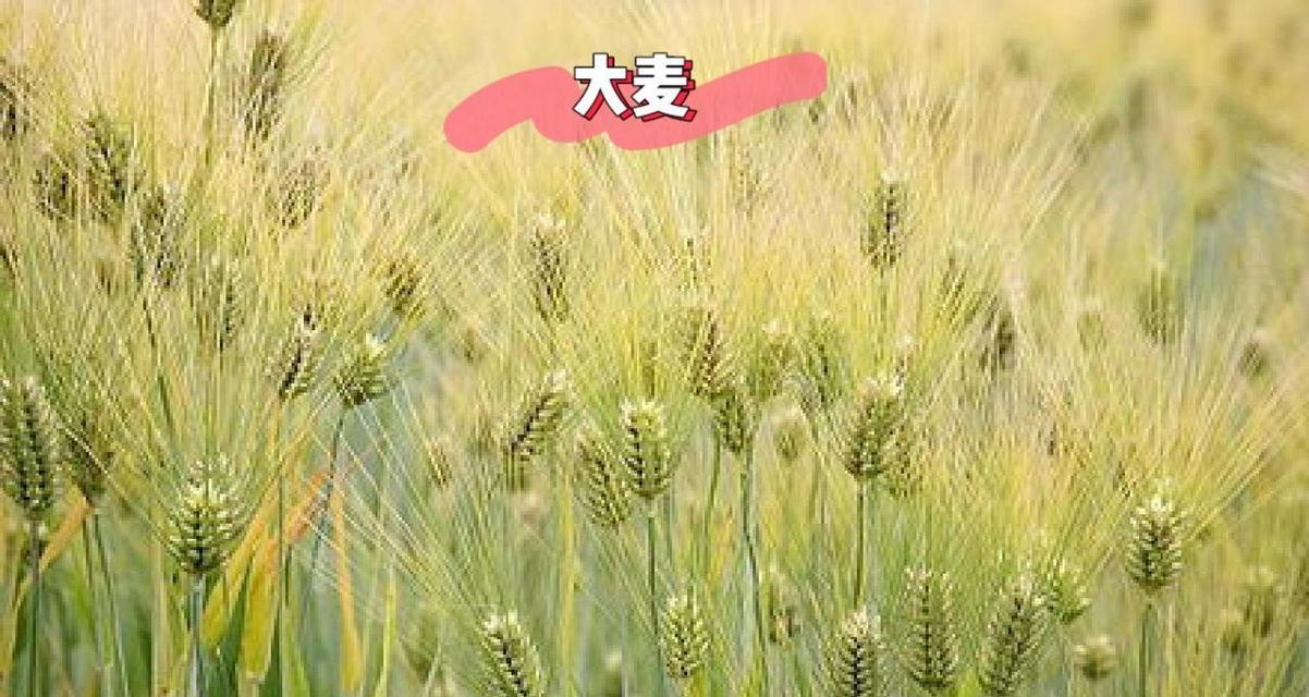 大麦种植时间和方法（掌握春播秋收）