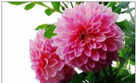 以花朵象征友谊的深刻内涵（友谊之花绽放）