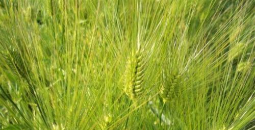 大麦种植时间和方法（掌握春播秋收）