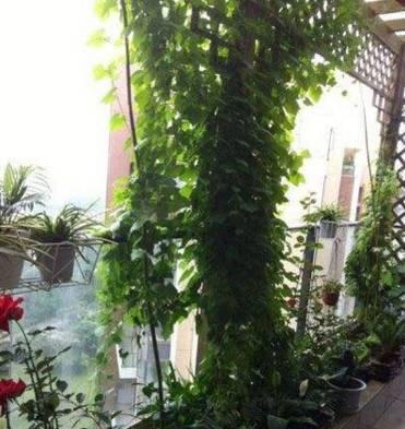 大门风水之植物篇（如何选择适合放置在家门口的植物）