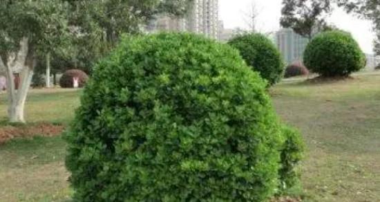 大门口适合种什么树（选择适合大门的树种）