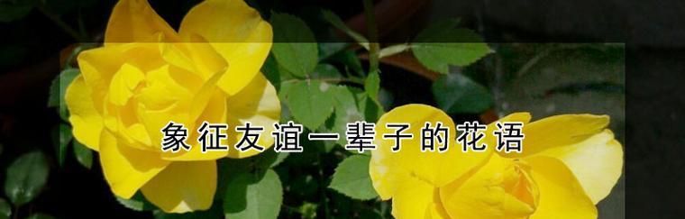 友谊如花，绽放一生（以象征友谊一辈子的花是什么）