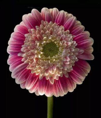 小太阳花的花语及其象征意义（美丽的小太阳花）