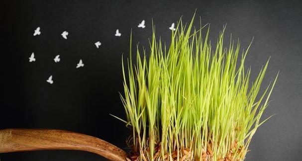 大米种子的来源与培育（了解大米种子的生长过程和栽培技巧）