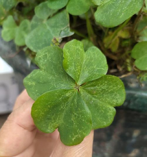 幸运草的寓意与象征（草中的四叶宝藏——幸运草的秘密揭示）