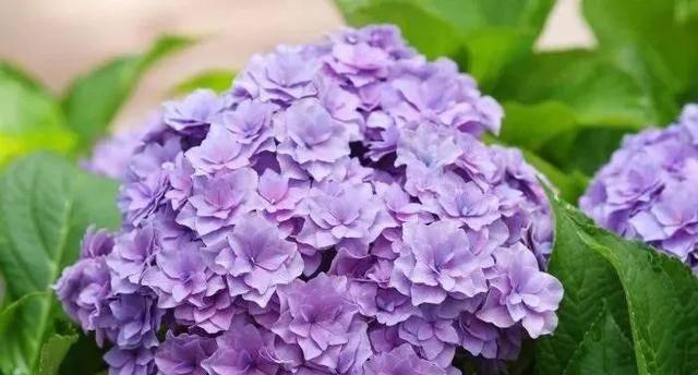 绣球花的花语与含义（探寻绣球花所代表的意义与象征）