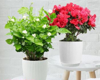 大盆花养护全攻略（让你的家庭装点生机盎然）