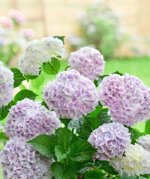 绣球花的花语与意义（解读绣球花的神秘花语）