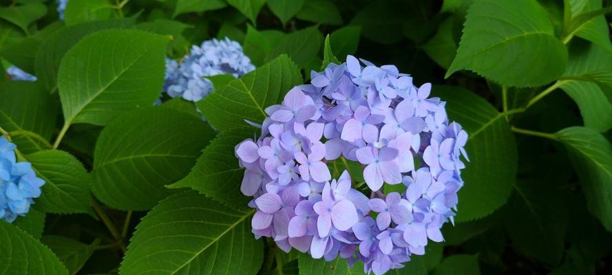 绣球花的花语与意义（解读绣球花的神秘花语）