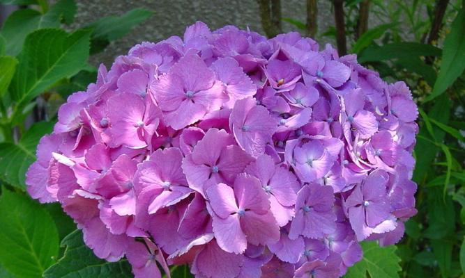 绣球花之美——花开如锦，寓意美好（探究绣球花的花语及其文化内涵）