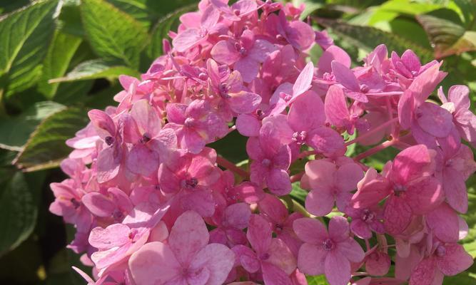 绣球花花语（绣球花象征爱情与友谊）