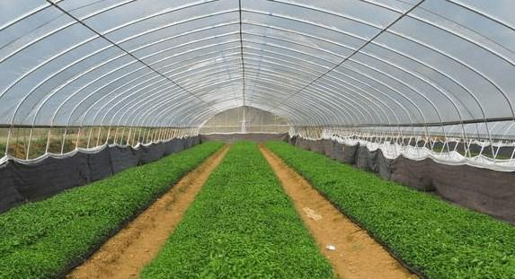 大棚蔬菜种植技术与管理（利用现代科技推动大棚蔬菜发展）