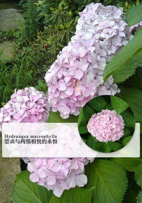 绣球花花语的寓意（揭示绣球花的神秘花语）