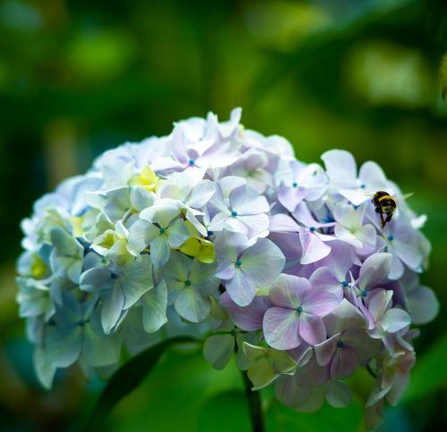 绣球花花语的寓意（揭示绣球花的神秘花语）