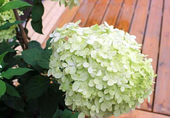 绣球花语之美丽的寓意（探索绣球花的花语和象征意义）