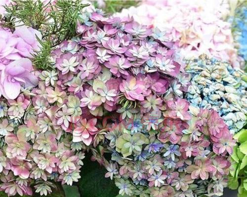 绣球花的意义与象征（探寻绣球花的文化内涵与美学价值）