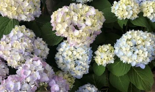 绣球花的意义与象征（探寻绣球花的文化内涵与美学价值）