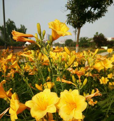 以萱草的花语萱草的传说（探寻萱草的意义和传承——花开有故事）