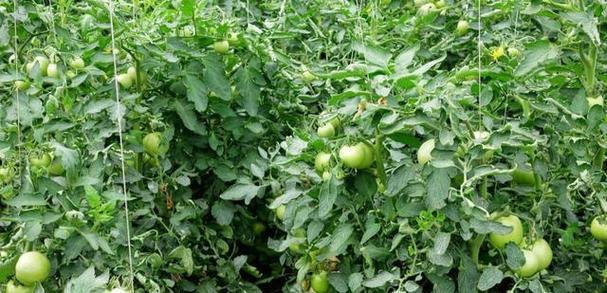 大棚西红柿种植技术与管理（高产优质的关键）