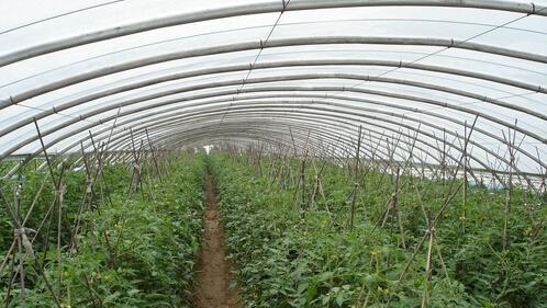 大棚西红柿种植技术与管理（高产优质的关键）
