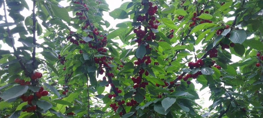 大棚樱桃几年结果实（从种植到收获）