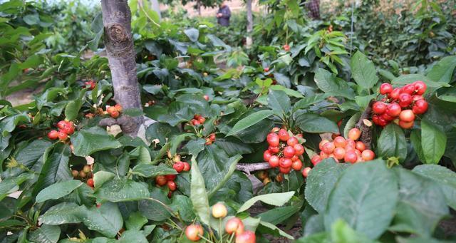 大棚樱桃几年结果实（从种植到收获）