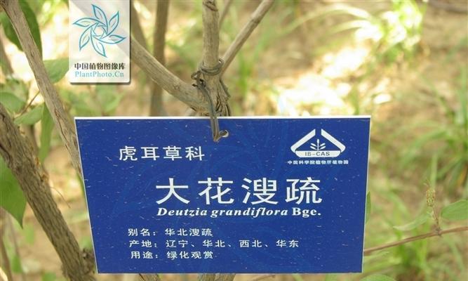 大薸究竟是花还是草（探寻大薸的真实身份与生态特征）