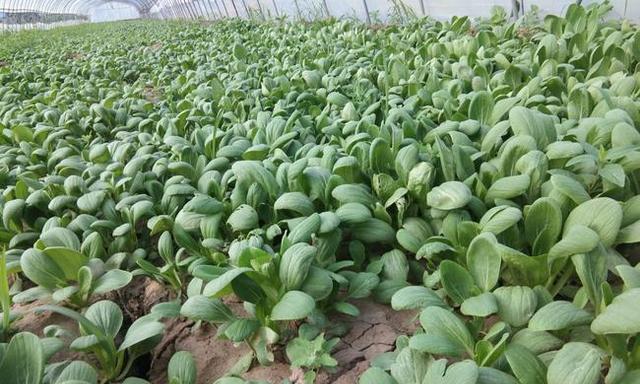 大青菜种植时间选择的重要性（掌握种植时间）