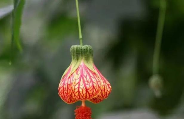 悬铃花花语（解读悬铃花的花语）