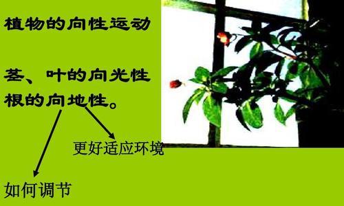 大青叶种植全指南（播种时间）