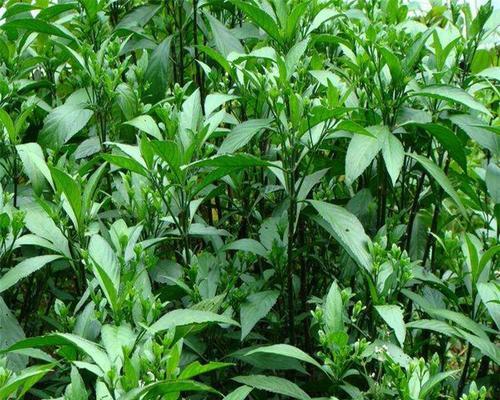 大青叶种植全指南（播种时间）