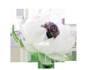 雪莲花的花语——美丽与纯洁的象征（拥抱优雅与清雅的花语世界）