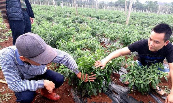 大青枣套种——提高果树经济效益的新模式（套种品种选择）