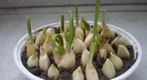 如何快速催芽大蒜（掌握正确方法）