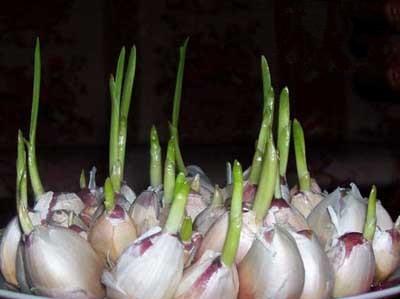 如何快速催芽大蒜（掌握正确方法）