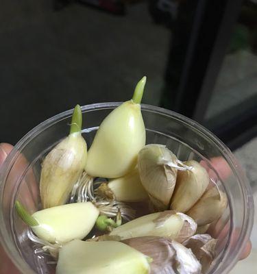 如何正确地储存大蒜（有效保存大蒜的方法及技巧）