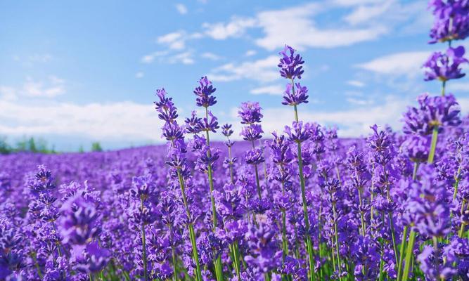 薰衣草花语大全及寓意——从花海中寻找心灵的宁静（薰衣草花语的意义和启示——品味自然之馨香）