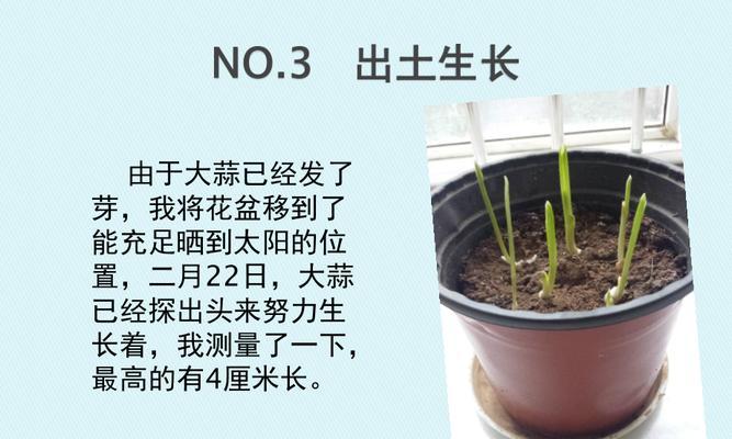 大蒜的生长环境及生长地方条件（深入了解大蒜的生长条件）
