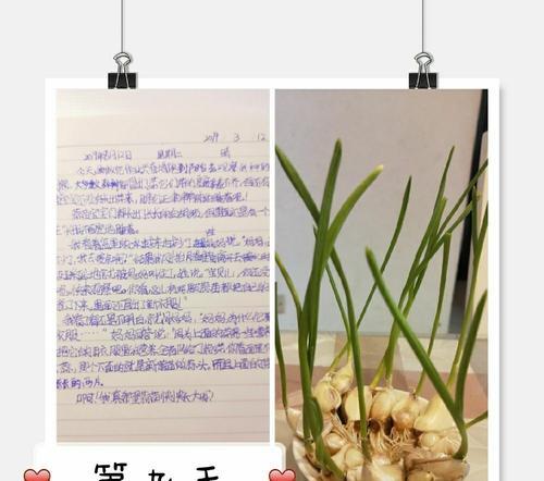 大蒜的生长习性特点和生长环境条件（从生长周期到土壤要求全面解析）