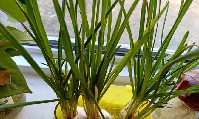 大蒜种植技术及高产栽培方法（大蒜种植时间和方式）
