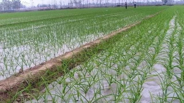 大蒜种植技术及高产栽培方法（大蒜种植时间和方式）