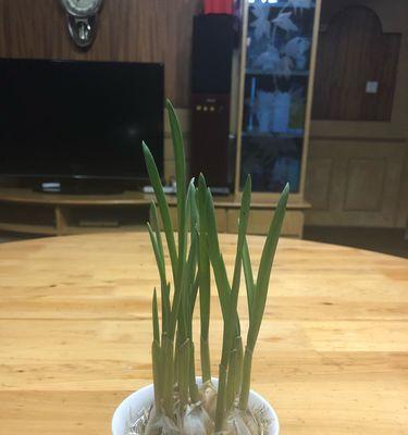 大蒜发芽的原因及处理方法（了解大蒜发芽）