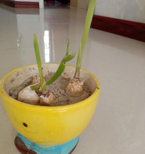 大蒜发芽的原因及处理方法（了解大蒜发芽）